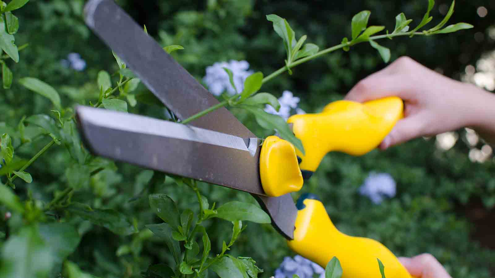 Were getting green-fingered with Lasher Tools UK