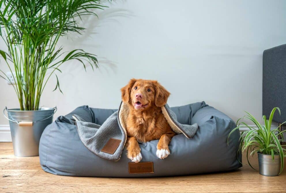 The future of pet marketing: How brands can win the hearts of pet parents