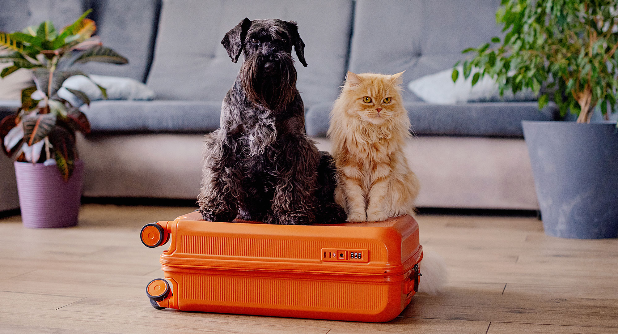 Dog and cat on suitcase