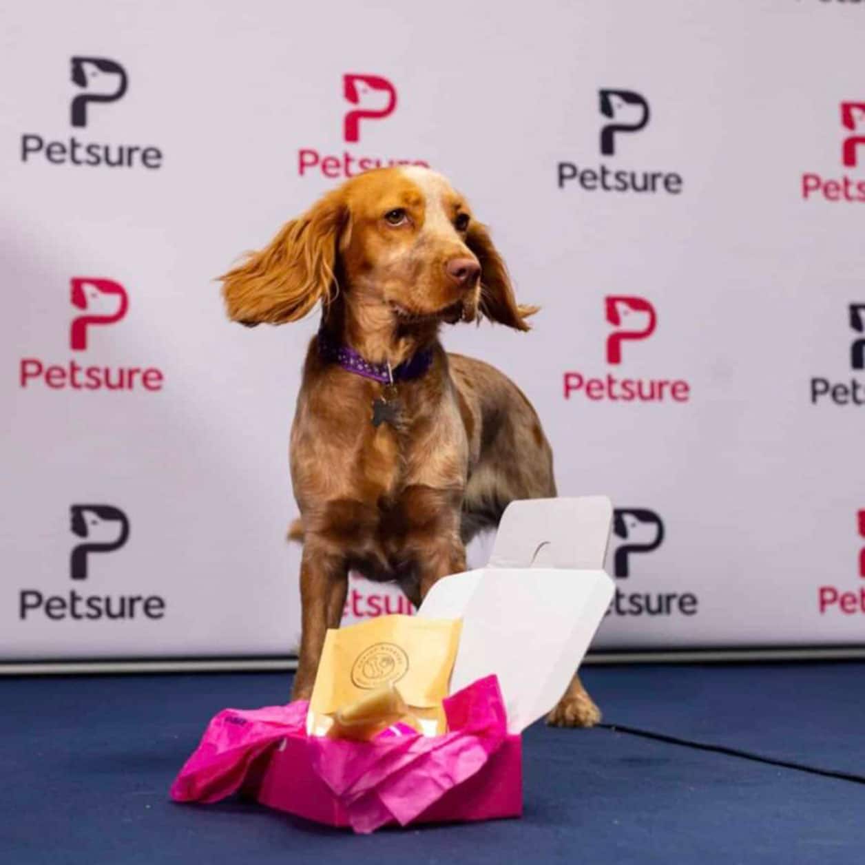 Petsure photoshoot of a dog