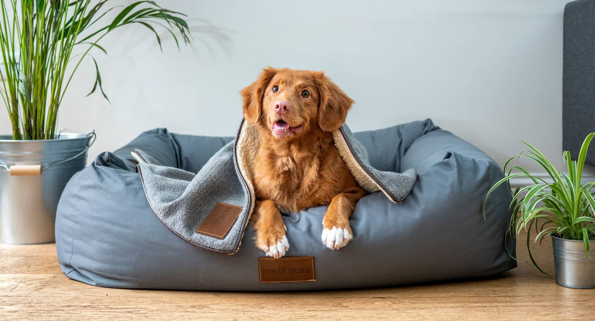 dog laid in bed