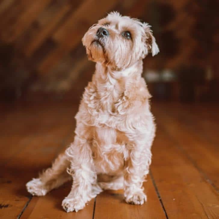 Archie