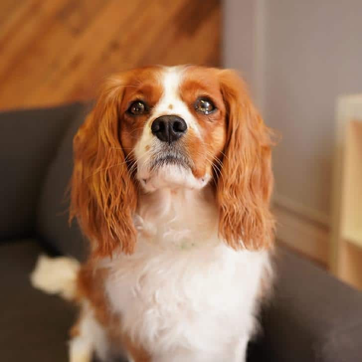 Rosie