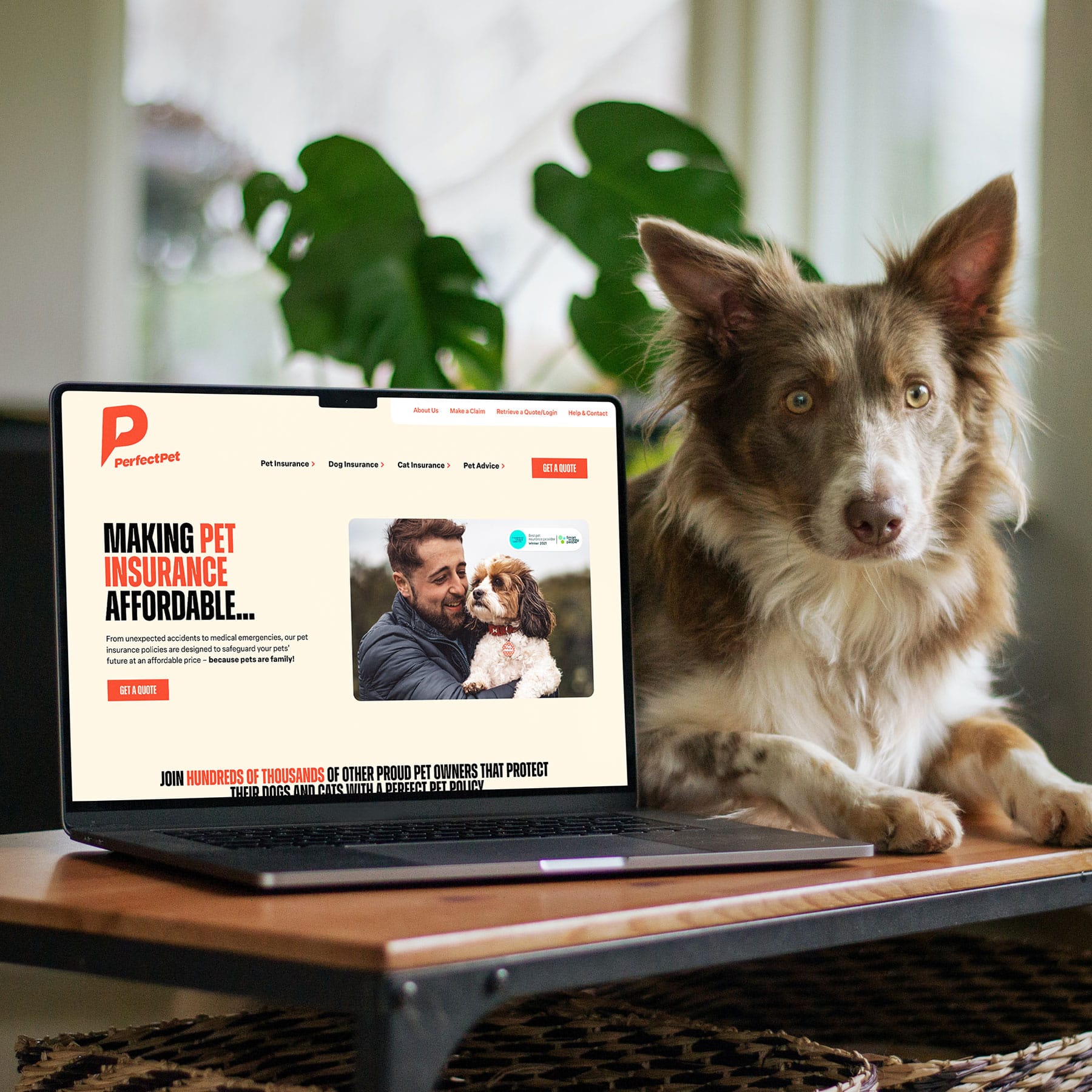 Perfect Pet Website